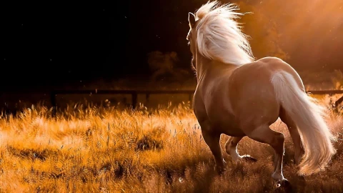 Running  Horse  Field  Live  Wallpaper - Free Live Wallpaper