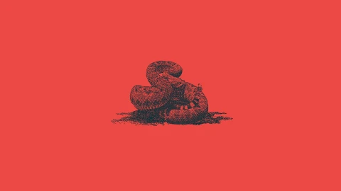 Rattle Snake HD Live Wallpaper - Free Live Wallpaper