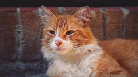 Street Orange Cat Live Wallpaper HD - Free Live Wallpaper