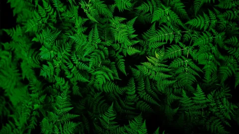 Green Fern Deskop Live Wallpaper - Free Live Wallpaper