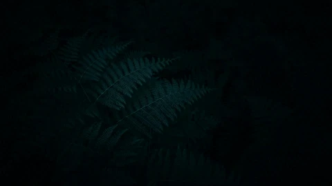 Ferns in the Dark Deskop Live Wallpaper - Free Live Wallpaper