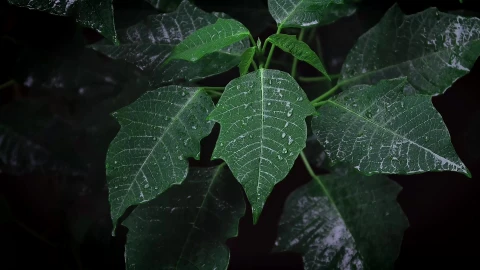 Green Leafs in Black Background Live Wallpaper - Free Live Wallpaper