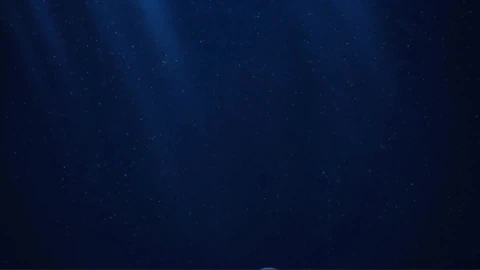 Relaxing Ocean JellyFish HD Live Wallpaper - Free Live Wallpaper
