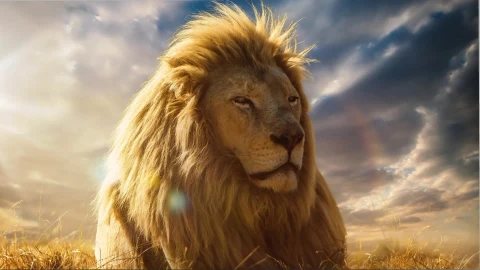 Peaceful Lion Live Wallpaper - Free Live Wallpaper