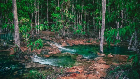 Forest River Thailand HD Live Wallpaper - Free Live Wallpaper