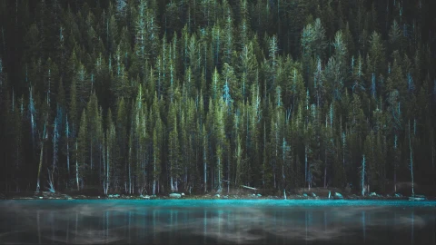 In To The Woods Animated Desktop Background - Free Live Wallpaper