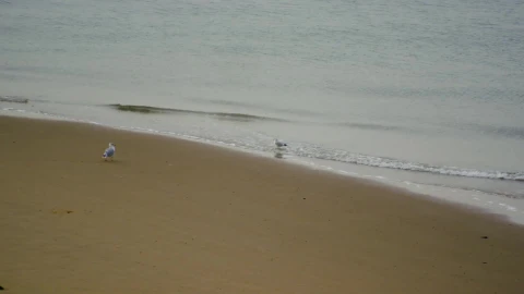Beach and birds Windows Animated Wallpaper - Free Live Wallpaper