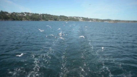birds PC Live Wallpaper - Free Live Wallpaper