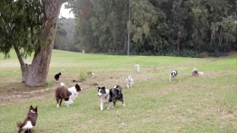 Border Collies PC Live Wallpaper - Free Live Wallpaper