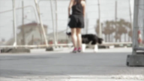 Border Collie PC Live Wallpaper - Free Live Wallpaper