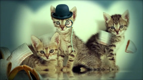 Cats Windows Animated Wallpaper - Free Live Wallpaper