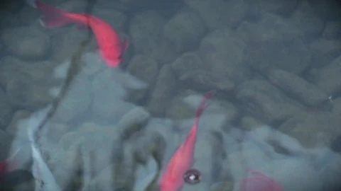 Fish PC Live Wallpaper - Free Live Wallpaper
