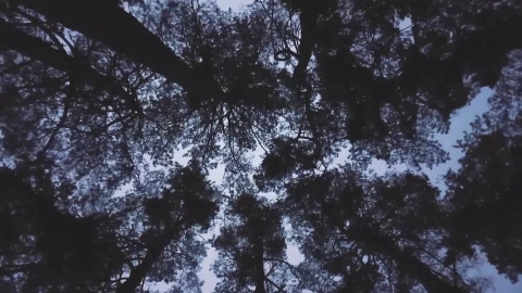 Forest Lullaby Windows Animated Wallpaper - Free Live Wallpaper