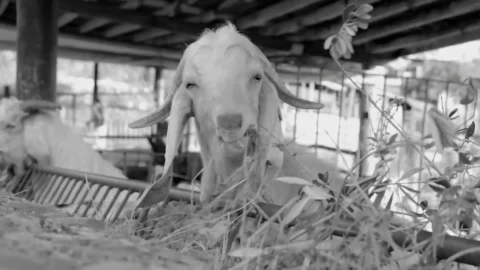 Go Goat PC Live Wallpaper - Free Live Wallpaper