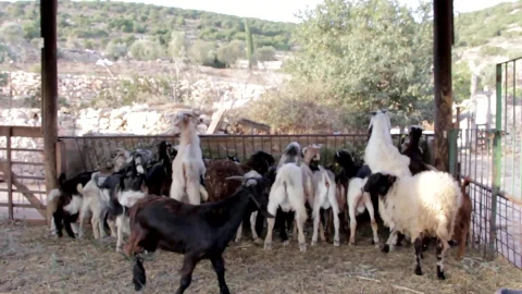 Goat With The Wind PC Live Wallpaper - Free Live Wallpaper