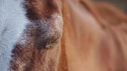 Horse Windows Animated Wallpaper - Free Live Wallpaper