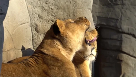 Lion Windows Animated Wallpaper - Free Live Wallpaper