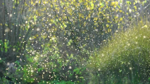Mosquito Swarm Windows Animated Wallpaper - Free Live Wallpaper