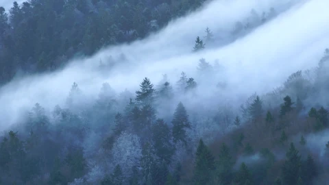Nebellandschaft Windows Animated Wallpaper - Free Live Wallpaper