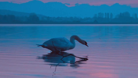 One Swan PC Live Wallpaper - Free Live Wallpaper