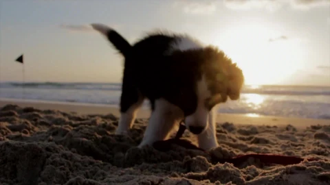 Puppiness PC Live Wallpaper - Free Live Wallpaper