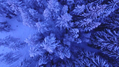 Snowy Trees Windows Animated Wallpaper - Free Live Wallpaper