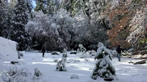 Snowball Windows Live Wallpaper - Free Live Wallpaper