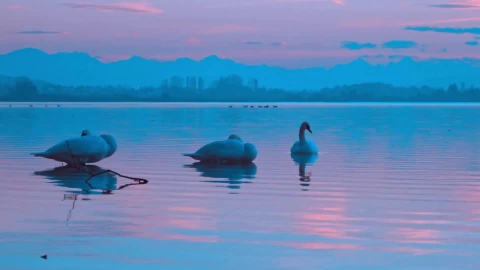 Three Swans PC Live Wallpaper - Free Live Wallpaper