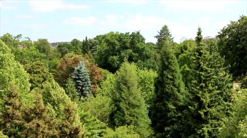 Trees Top Windows Animated Wallpaper - Free Live Wallpaper