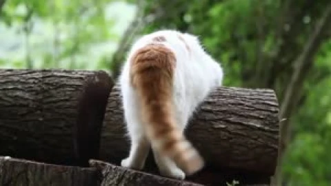 Funny Cat Tail Animated Wallpaper - Free Live Wallpaper