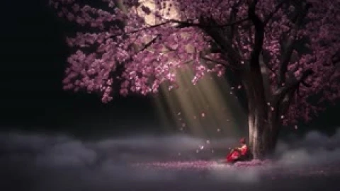 Sakura Drop Animated Wallpaper - Free Live Wallpaper