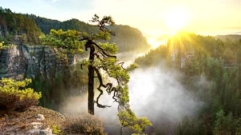 nature tree live wallpaper - Free Live Wallpaper
