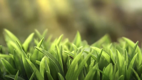 PC Grass 4K Live Wallpaper - Free Live Wallpaper