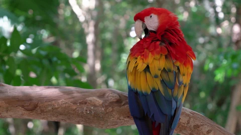Colors of Nature - Parrot 4K 60fps Live Wallpaper - Free Live Wallpaper