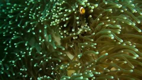 Apple Fish Live Wallpaper - Free Live Wallpaper