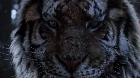 PC Angry Tiger Live Wallpaper - Free Live Wallpaper