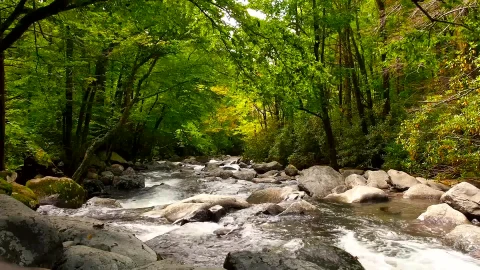 PC Forest River Live Wallpaper - Free Live Wallpaper