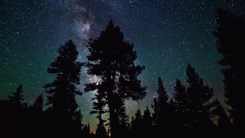 PC Trees Stars Live Wallpaper - Free Live Wallpaper