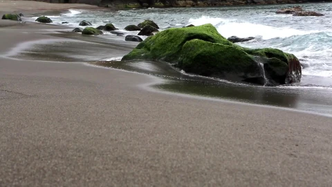 PC Moss on Rocks Live Wallpaper - Free Live Wallpaper