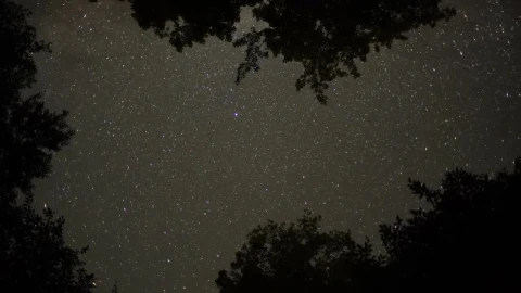 PC Stars Trees Live Wallpaper - Free Live Wallpaper