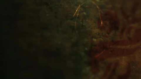 PC Captain Fortune LOL  Live Wallpaper - Free Live Wallpaper