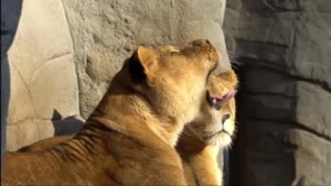 Fondo de Pantalla Animado de León En Manada 🦁 en Movimiento - Free Live Wallpaper