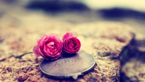 PC Roses Rock Live Wallpaper - Free Live Wallpaper