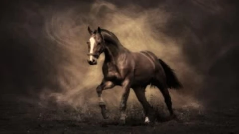 Fondo de Pantalla Animado de Caballo Gris 🐴 en Movimiento - Free Live Wallpaper
