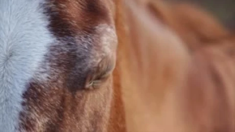 Fondo de Pantalla Animado de Caballo Real 🐴 en Movimiento - Free Live Wallpaper