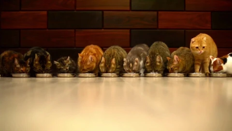 PC Cats Eating Live Wallpaper - Free Live Wallpaper