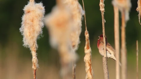 PC Cute Lil Bird Live Wallpaper - Free Live Wallpaper