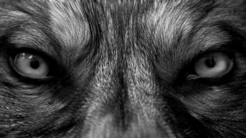 PC Wolf Eyes Live Wallpaper - Free Live Wallpaper