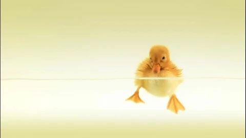 PC Duckling Live Wallpaper - Free Live Wallpaper