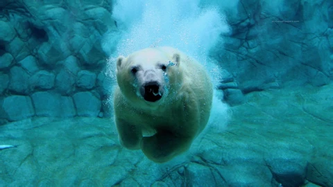 PC Polar Bubbles Live Wallpaper - Free Live Wallpaper